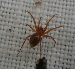 Wubana atypica