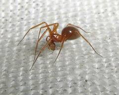 Wubana atypica