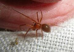 Wubana atypica