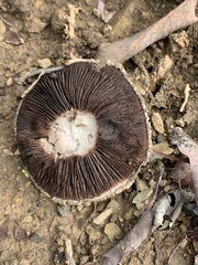 Coprinopsis uliginicola