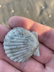 Argopecten irradians