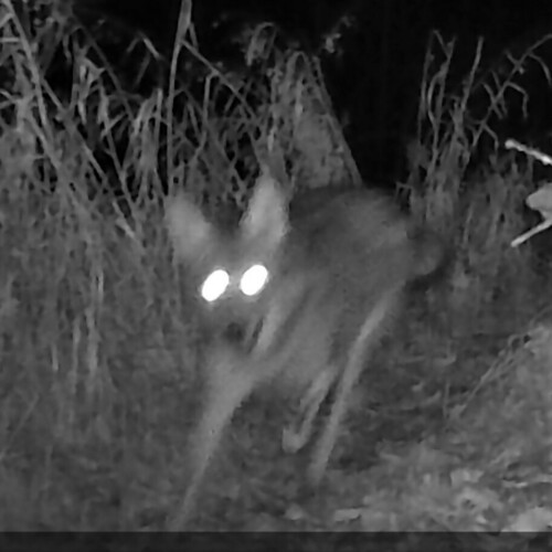 Coyote photographed in West Virginia