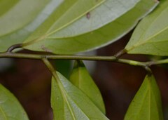 Cryptocarya laevigata