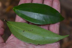 Cryptocarya laevigata