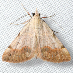 Hemeroplanis historialis