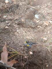 Setophaga coronata