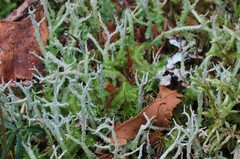Cladonia scabriuscula