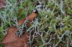 Cladonia scabriuscula