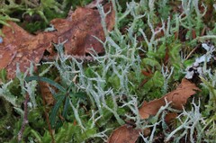 Cladonia scabriuscula
