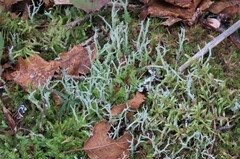Cladonia scabriuscula