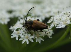 Trigonarthris