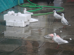 Chroicocephalus ridibundus