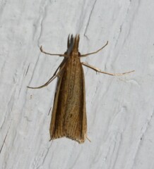 Donacaula albicostellus