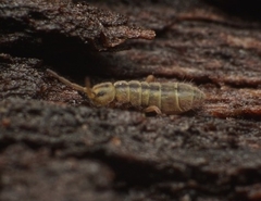 Isotomurus