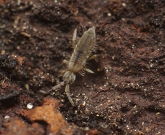 Entomobrya unostrigata