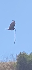 Cathartes aura