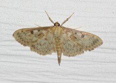 Herpetogramma aeglealis