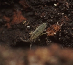 Entomobrya unostrigata