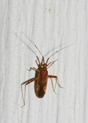 Phytocoris lasiomerus