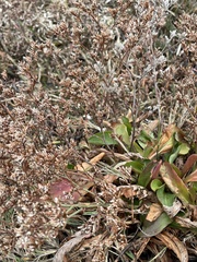 Limonium californicum