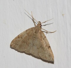 Zanclognatha protumnusalis