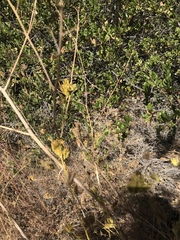 Cordylanthus rigidus