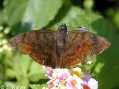 Pellicia arina