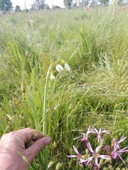 Leucojum aestivum aestivum