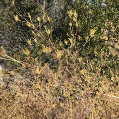 Cordylanthus rigidus