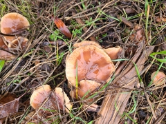Pholiota velaglutinosa