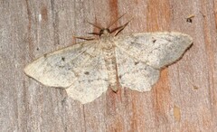 Hypagyrtis piniata