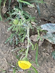 Glebionis coronaria