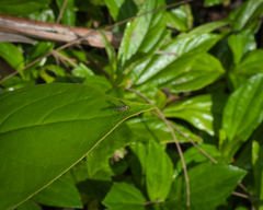 Chrysosoma globiferum