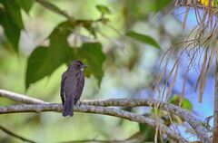 Turdus ignobilis