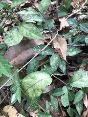 Acanthocheila visenda
