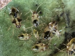 Acanthocheila visenda