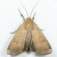 Abagrotis