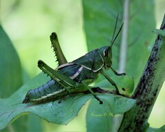 Staleochlora viridicata