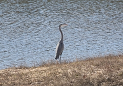 Ardea herodias
