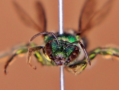 Augochloropsis viridula