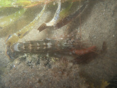 Decapoda