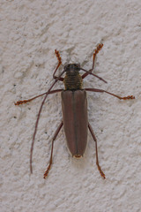 Juiaparus batus