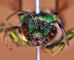 Augochloropsis viridula