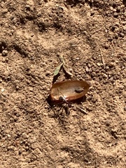 Iridomyrmex purpureus