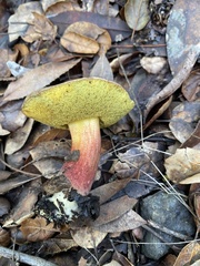 Xerocomellus mendocinensis