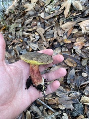 Xerocomellus mendocinensis