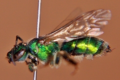 Augochloropsis viridula