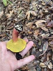 Xerocomellus mendocinensis