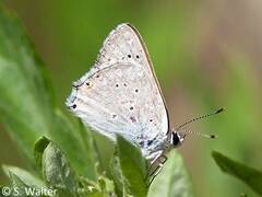 Tharsalea xanthoides