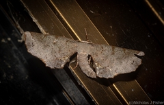 Parepisparis excusata